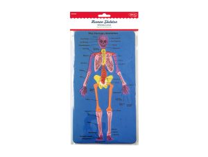 Set didactic - SD028 Scheletul uman DACO